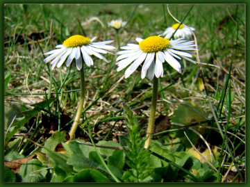 BLÜTEN