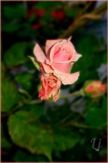 Pinky ⚜ ⚜ 