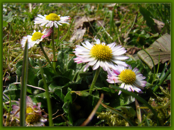 BLÜTEN