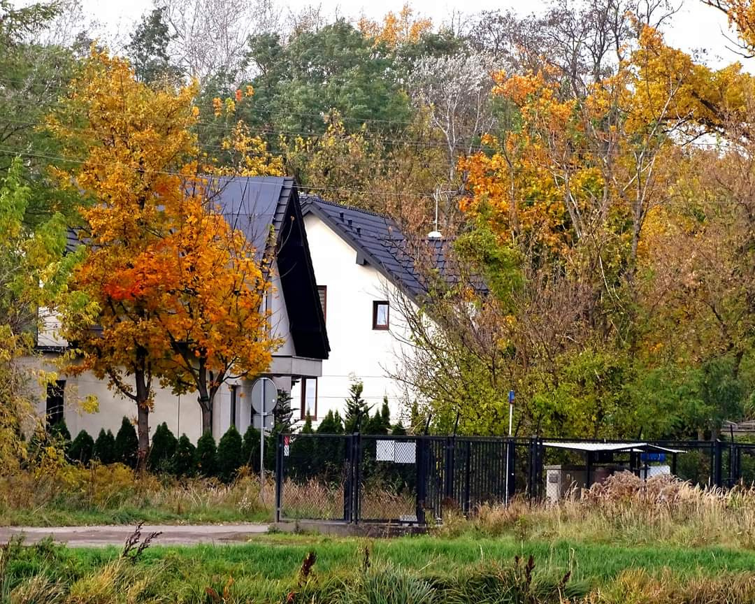AUTUMN SCENERY