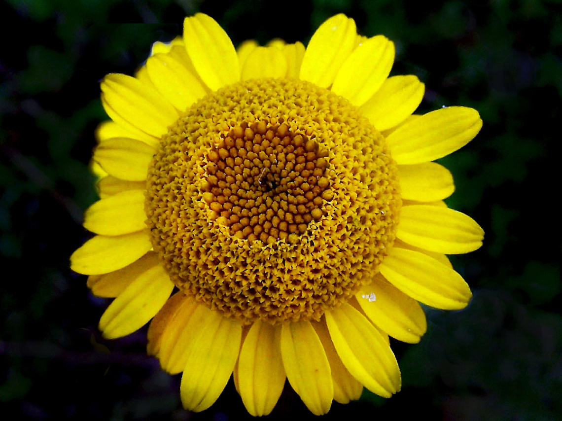 BLÜTE