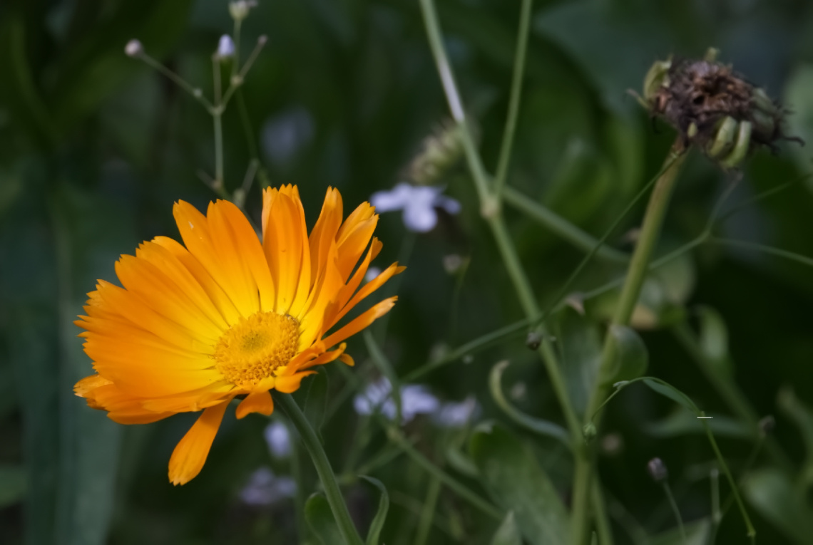 Flowers in Tivoli - 2023.