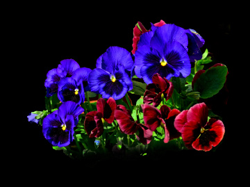 BLÜTEN