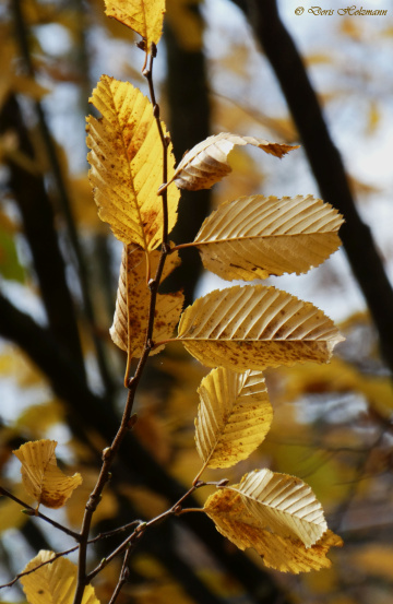 Autumn leaves