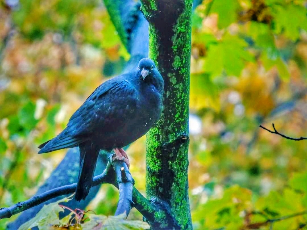 PIGEON 