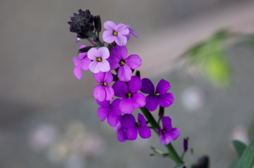 Flowers in Tivoli - 2023.