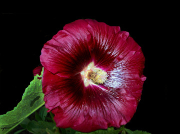BLÜTE