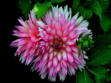 BLÜTEN