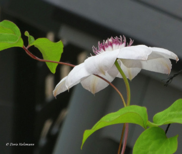 Clematis