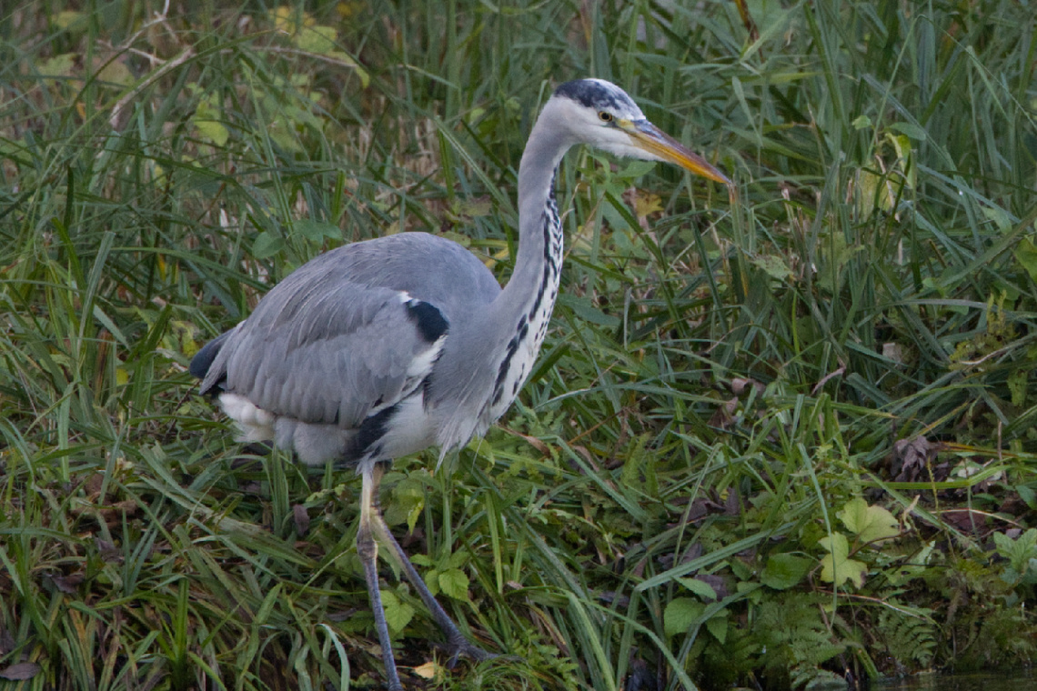 A Heron at Lake Lyngby - October 2023.