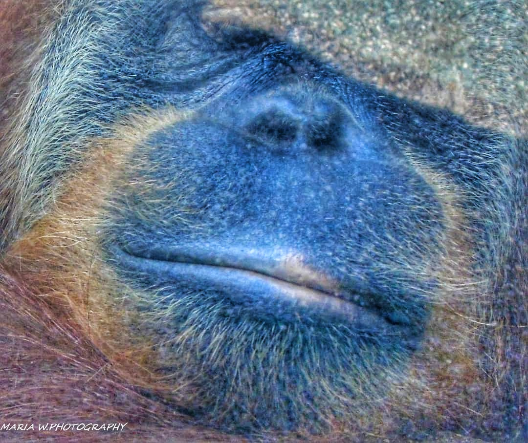 ORANGUTAN HEAD