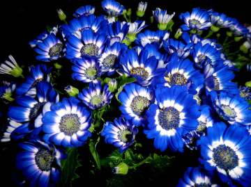 BLÜTEN