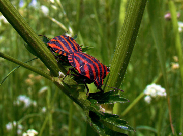 INSEKTEN