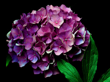 BLÜTEN