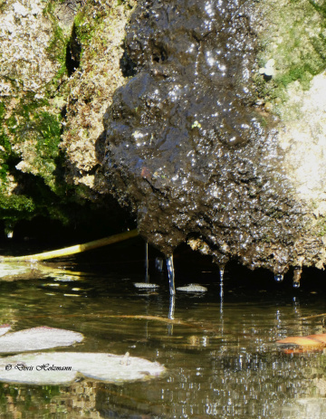 In the Botanical Garden, Karlsruhe / Germany 