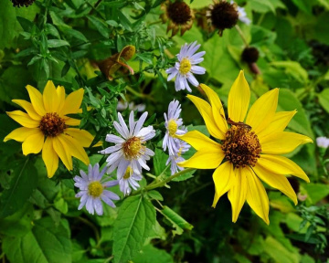 AUTUMN FLOWERS