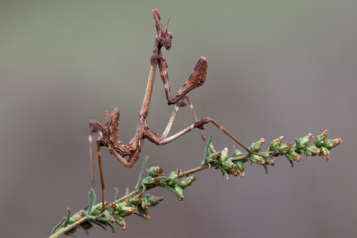 Peygamber Devesi - 3