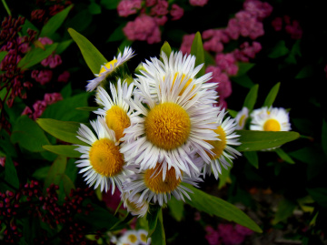 BLÜTEN