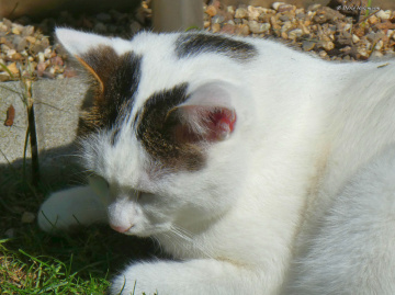 Neighbour's cat 