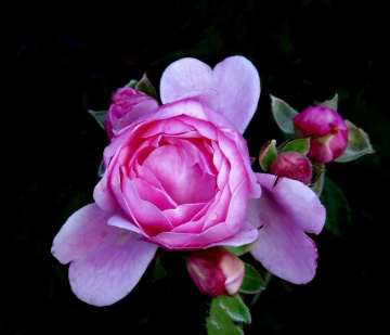 PINK ROSE