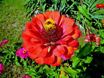 BLÜTE