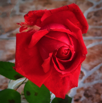 RED ROSE