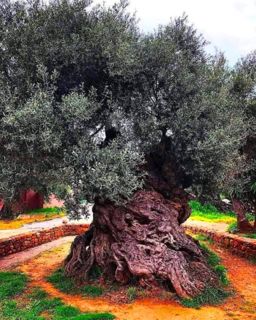 AĞAÇ