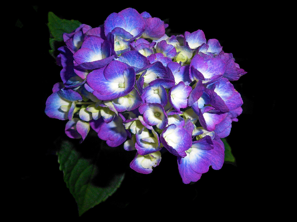 BLÜTEN