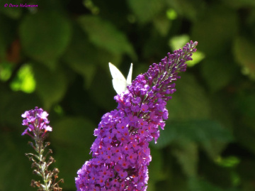 Blossom with butterfly