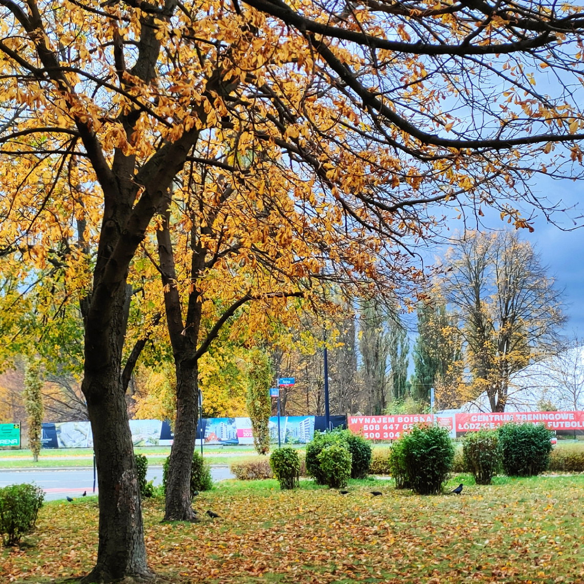 AUTUMN IN THE PARK