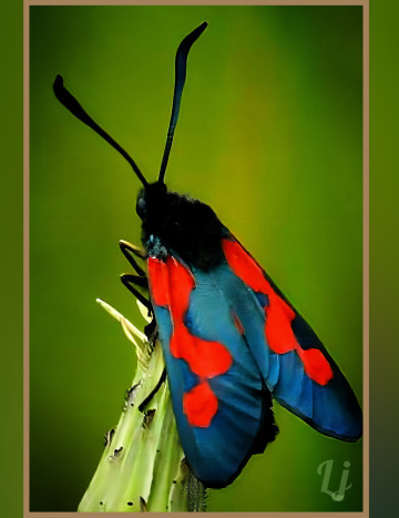 Beautiful Bug ⚜ ⚜ 