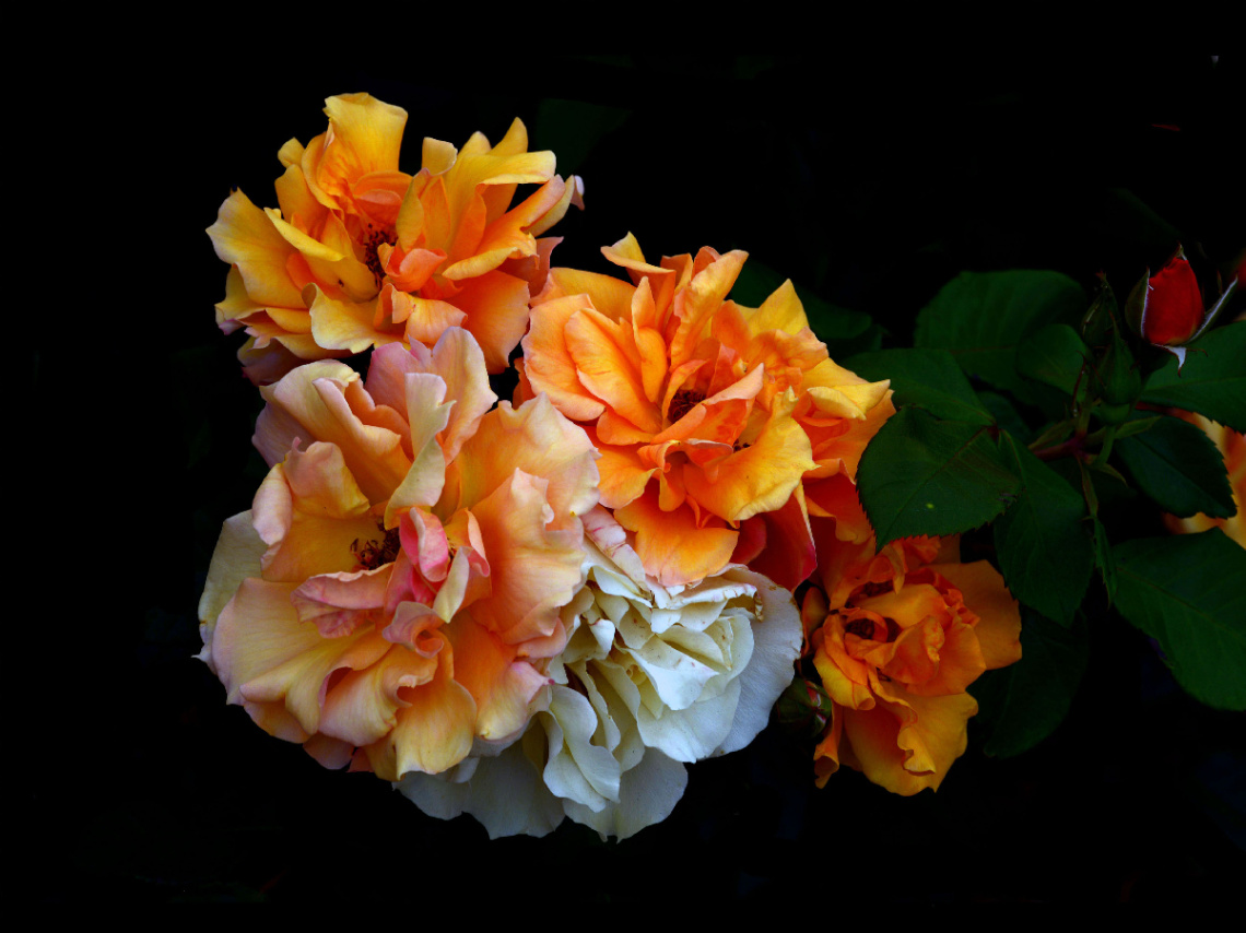 BLÜTEN