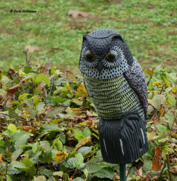 Guardian in the neighbor's garden