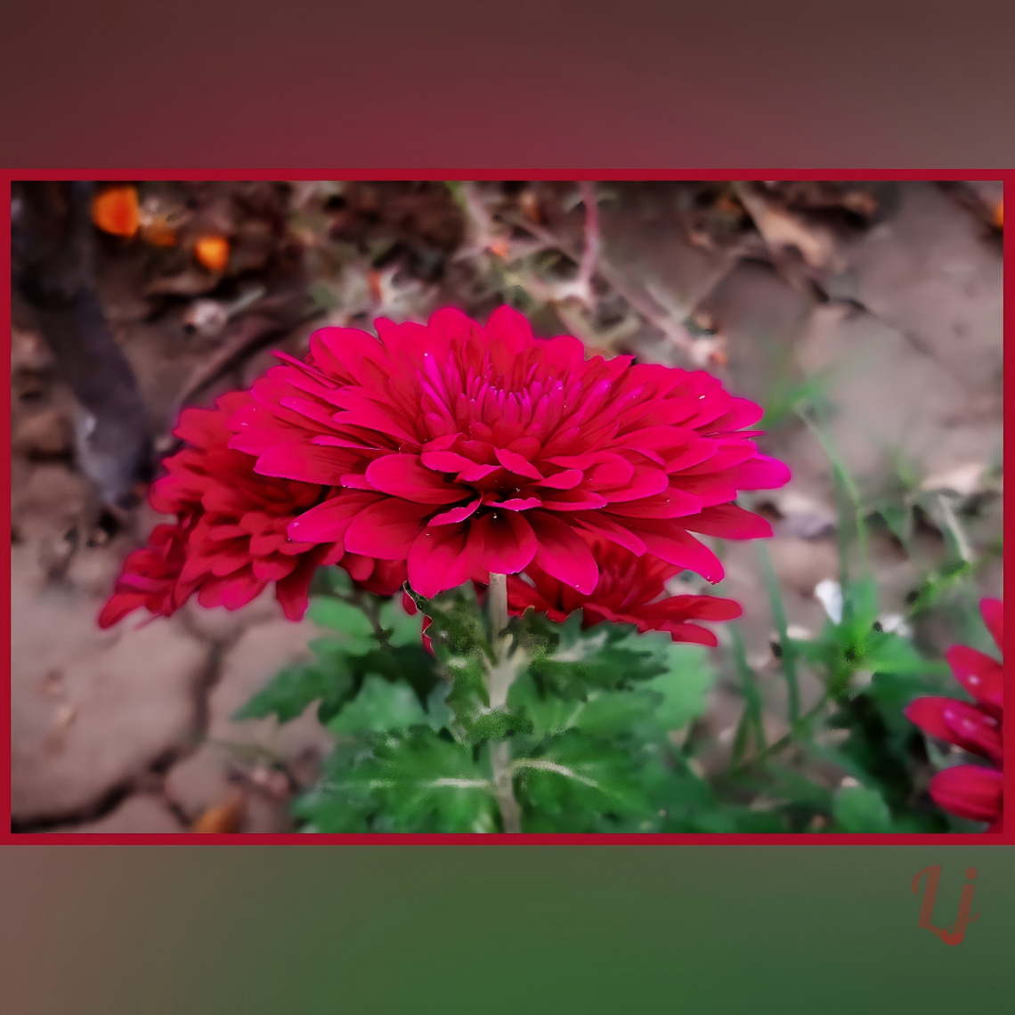 Red Flower ⚜ ⚜ 