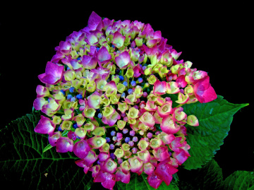 BLÜTEN