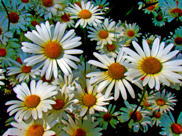 BLÜTEN