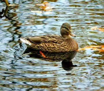 AUTUMN BATH