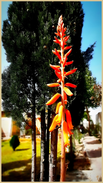 Cactus bloom ⚜ ⚜ ⚜ 