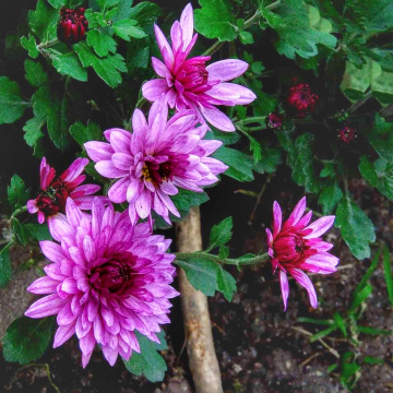 PINK CHRYSANTHEMUM 