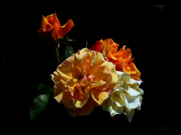 BLÜTEN