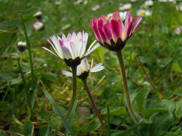 BLÜTEN