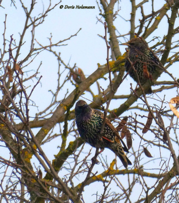 Common starling