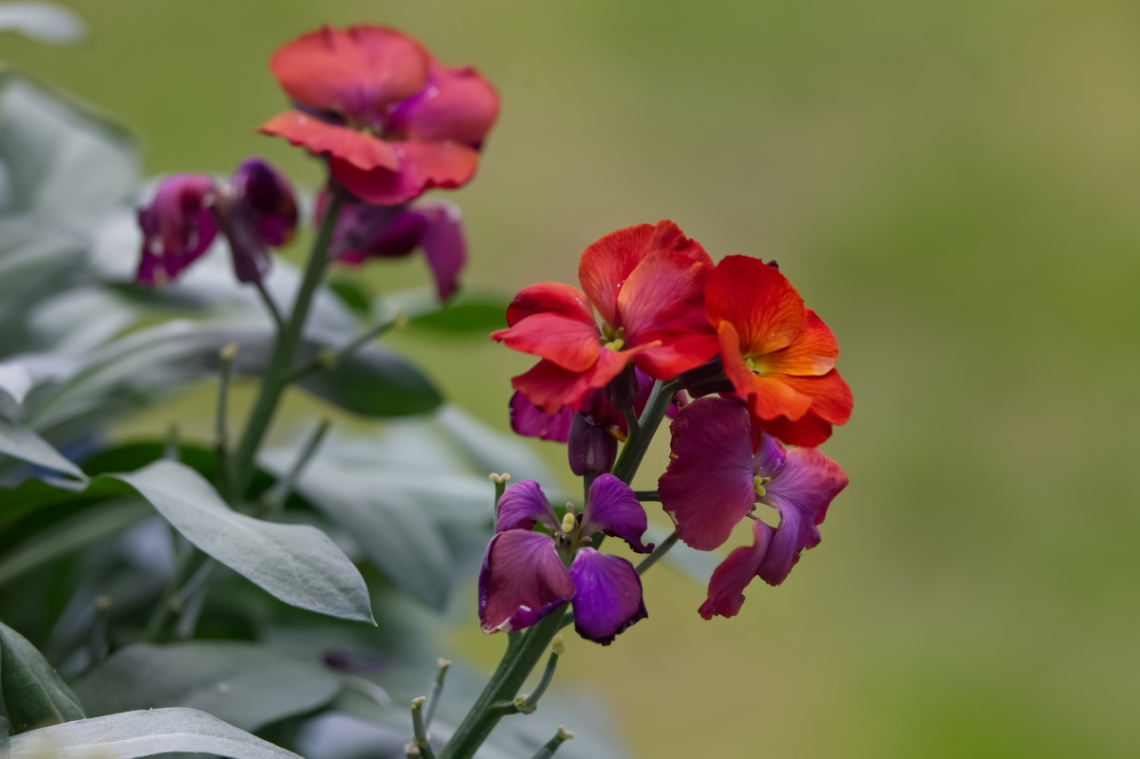 Flowers in Tivoli - 2023.