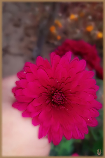 پھول، Flower