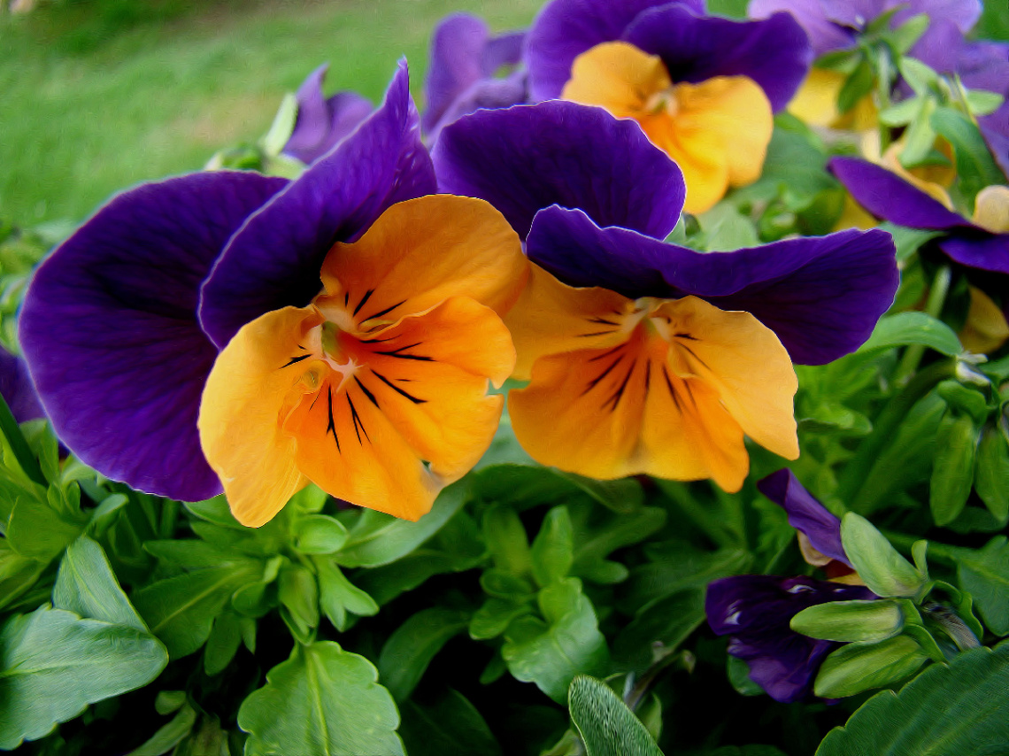 BLÜTEN