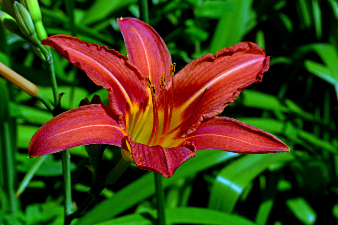BLÜTE
