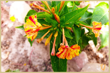 Flowers  ⚜⚜⚜