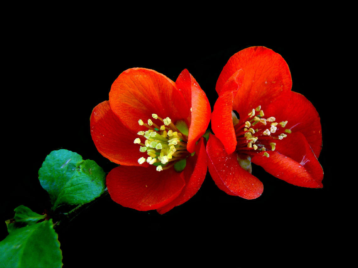 BLÜTEN