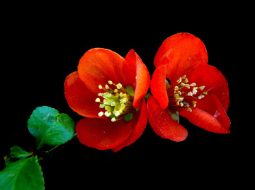 BLÜTEN
