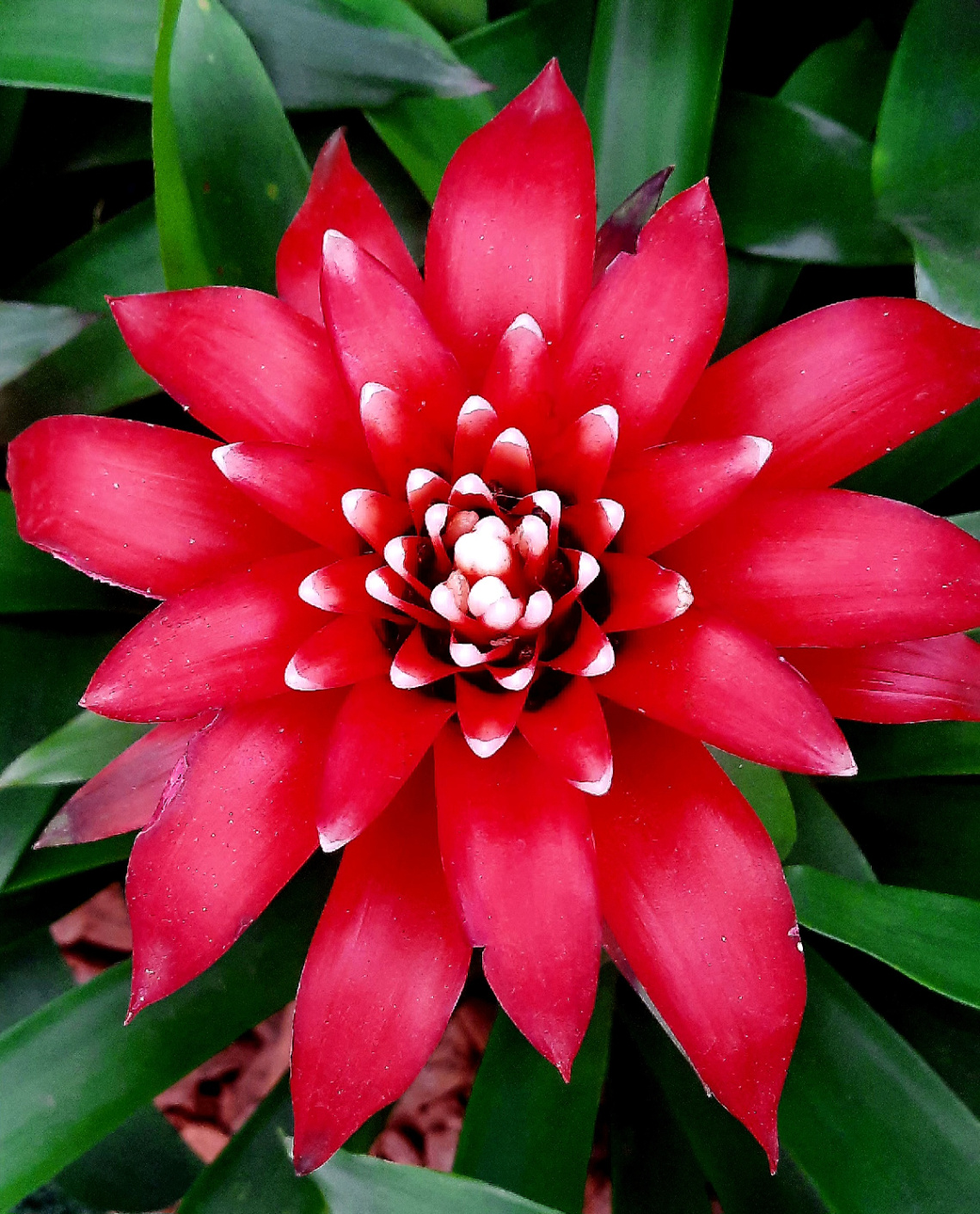 Bromelia
